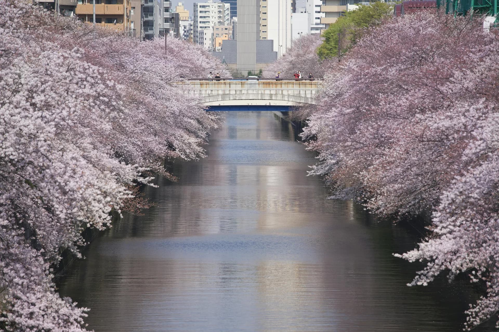 Nakameguro Neighbourhood Guide